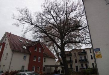 Wohnen auf der Insel Magdeburg Werder
