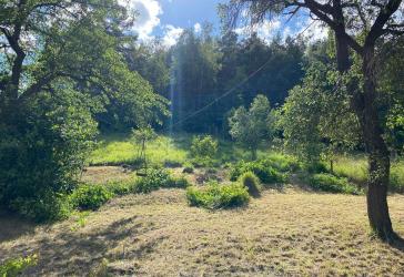 Herrliches Gartengrundstück in Winzerla sucht neuen Gärtner