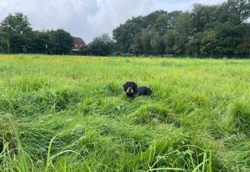 Vorschaubild Grundstück