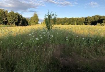 Vorschaubild Grundstück