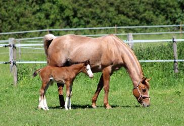Reitanlage im Großraum Koblenz / Andernach/ Mayen / Westerwald gesucht!