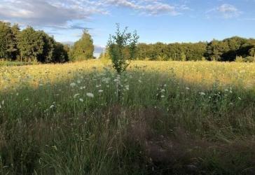 Vorschaubild Grundstück