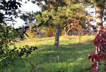 Einfamilienhaus mit ca. 1.790,00 m² großer Wiese in ländlicher Lage von Querfurt