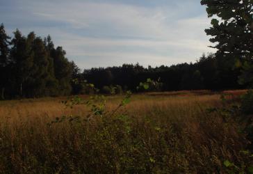 Ca.1 ha (insges.ca. 9.367 m²) pachtfreies Grün / Ackerland mit guter Zufahrt am Ortsrand von Knesebeck zu verkaufen.