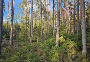 Große zusammenhängende Waldfläche nahe Falkenberg zu verkaufen