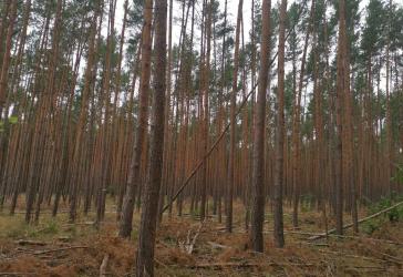 24.966 m² Wald mit Kiefern in Schönhausen an der Elbe