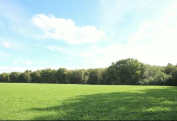 Großzügige Waldfläche (ca. 1,8 ha) bei Edewecht -dicht bewachsener Birkenwald in ruhiger Lage-