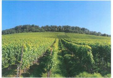 Weinberg in sonniger Lage Großbottwars zu verkaufen!