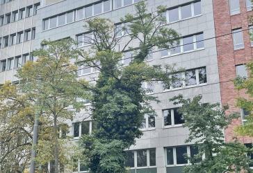 Vorschaubild Büro- /Praxis-Immobilie