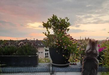 Vorschaubild Penthouse