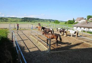 Gepflegter Pferdehof mit vielen Möglichkeiten, nahe CH Grenze, auch als Investment