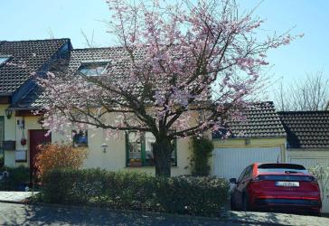 Familienfreundliche Doppelhaushälfte mit 5 Zimmern und Garage in Leverkusen-Meckhofen