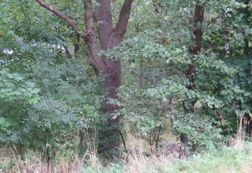 Waldfläche am Stadtrand von Dannenberg !