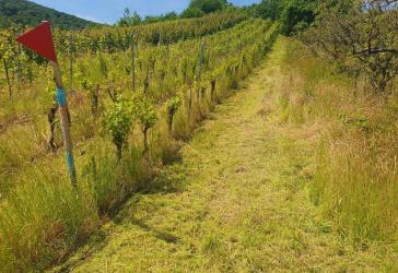 Aktiver Regent-Rotwein-Weinberg in Steillage (Schlemmertröpfchen) in Bremm an der Mosel provisionsfrei kaufen
