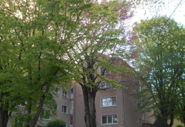 Kapitalanlage! Vermietete 2 Zimmer-Wohnung in zentraler Lage von Wiesbaden!