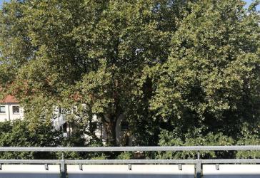 Schöne Wohnung im Kaiserstraßenviertel