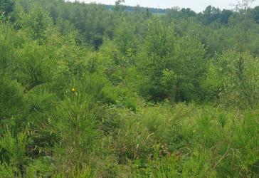 1,37 ha jungen Laubmischwald in Marienheide Nähe OT Holzwipper provisionsfrei kaufen