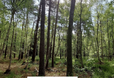 Waldgrundstück in Bissendorf (KEIN BAUGRUNDSTÜCK)