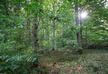 Waldgrundstücke als Kapitalanlage