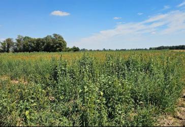 1,97 ha landwirtschaftliche Nutzfläche in Großmehring – drei Flurstücke, teilweise zusammenhängend