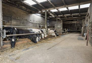 Bauernhof mit Stallungen, Scheunen und über 9.000 m² Grundstück in Heinsberg-Hülhoven