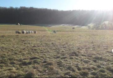 Hofreite in OT Wallernhausen - 45.000 m² Weideland, perfekt für Pferde und Tierliebhaber