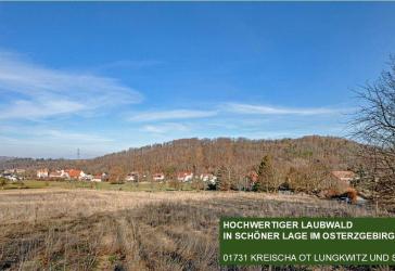 Hochwertiger Laubwald am Rand von Kreischa + pachtfrei + sofort verfügbar + + + +