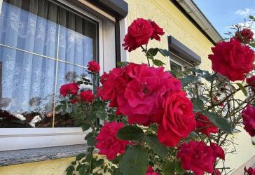 Gemütliche Doppelhaushälfte mit großem Grundstück und Doppelgarage in ruhiger Siedlungslage
