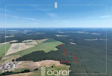Kiefernwaldflächen (ca. 1,5 ha) südlich von Potsdam in der Lühsdorfer Heide