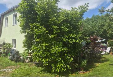 Großzügiges Einfamilienhaus mit 300 m² Garten in Berlin-Französisch Buchholz