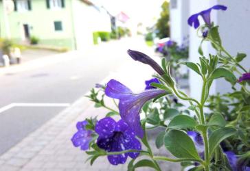 Vorschaubild Mehrfamilienhaus