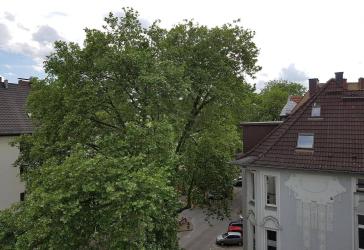 große Dachgeschosswohnung im Kreuzviertel - ab 01.07.2026