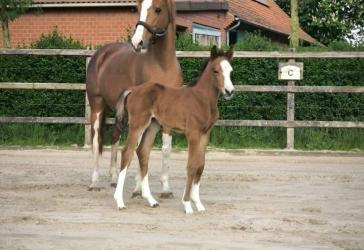 Vielseitige Reitanlage mit mehreren Wohneinheiten, arrondiertem Land und bester Lage für Reiter