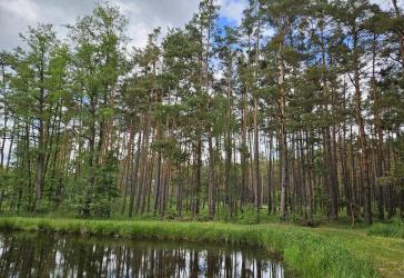 Wald bei Gremsdorf / Höchstadt a.d. Aisch zu verkaufen !