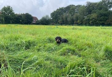 Vorschaubild Grundstück