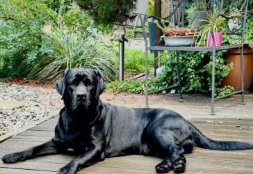 ENDLICH GENUG PLATZ FÜR IHREN HUND - IM EIGENEN HAUS MIT GARTEN!