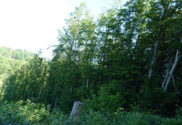 1,4 ha Schöner junger Laubmischwald mit Altholzstreifen bei Mittelagger (Gemeinde Reichshof) provisionsfrei kaufen