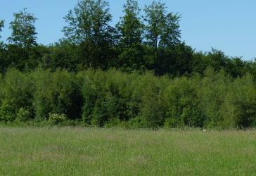 1,1 ha junger Laubmischwald zwischen Alpe (Reichshof) und Niederseßmar provisionsfrei kaufen