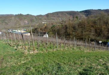 Wiese am Ortsrand von Bremm im Herzen der Calmontregion - super erreichbar - provisionsfrei kaufen