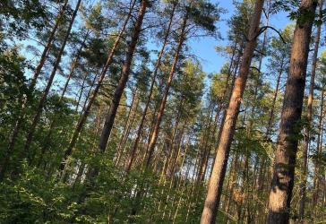 Wald & Wiesen & Ackerflächen