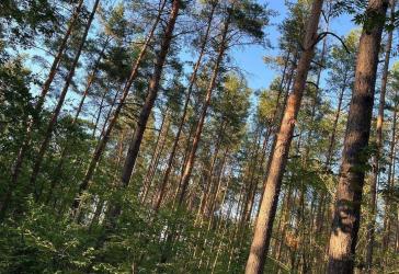 Wald & Wiesen & Ackerflächen