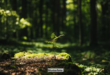 Forstwirtschaftsfläche - provisionsfrei