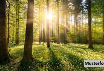 Waldgrundstück
